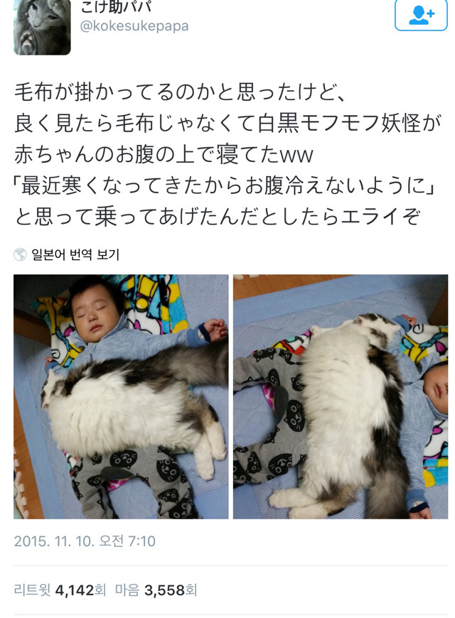 고양이 담요 | 인스티즈