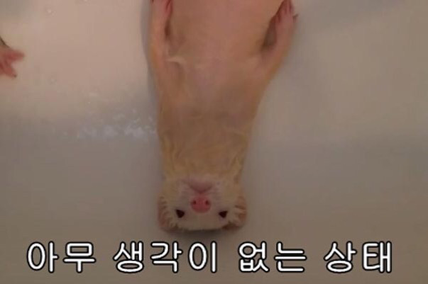 인생이 짜증날때 보면 좋은 짤 모음.jpg | 인스티즈