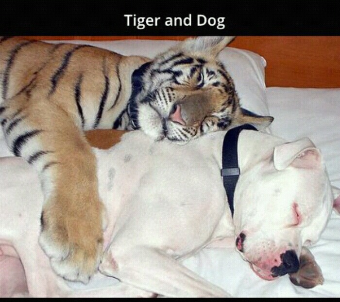 흔치않은 동물들의 우정 | 인스티즈