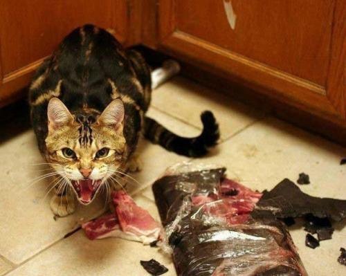 밥먹는 고양이.jpg | 인스티즈
