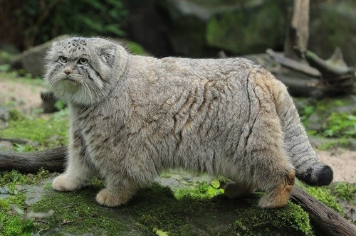  못생겼지만 귀여워! 티벳의 귀요미 마눌(Manul)고양이! | 인스티즈