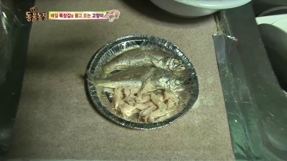 [동물농장] 매일 장갑 물어오는 고양이 (사랑스러움주의/스압주의) | 인스티즈