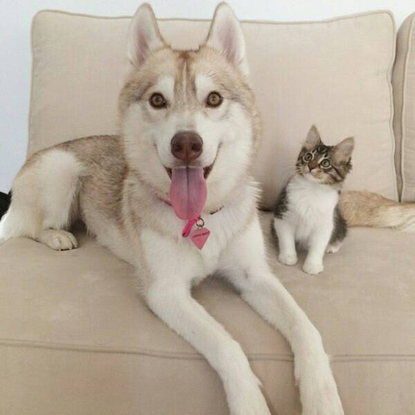 시베리안 허스키와 고양이.jpg | 인스티즈