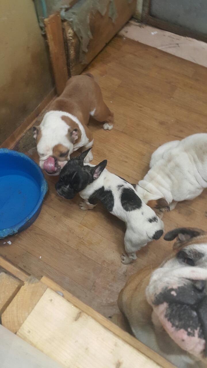 복댕이네 이미지