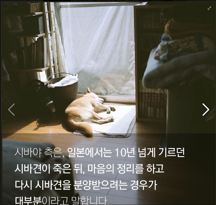 더 이상 한국에 시바견을 분양하지 않으려 합니다.jpg | 인스티즈