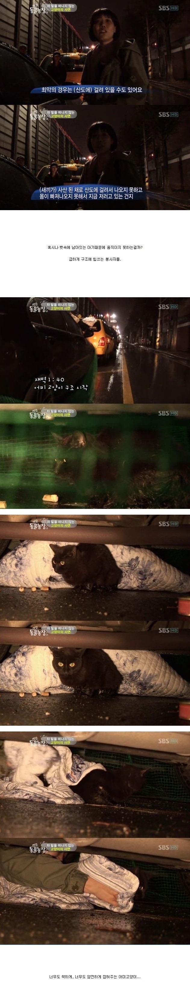 눈물을 흘리는 고양이 | 인스티즈