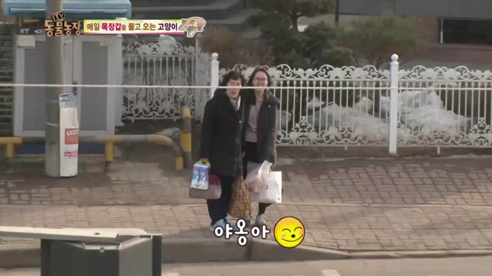 [동물농장] 매일 장갑 물어오는 고양이 (사랑스러움주의/스압주의) | 인스티즈