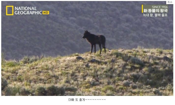 떠돌이 검은늑대 | 인스티즈