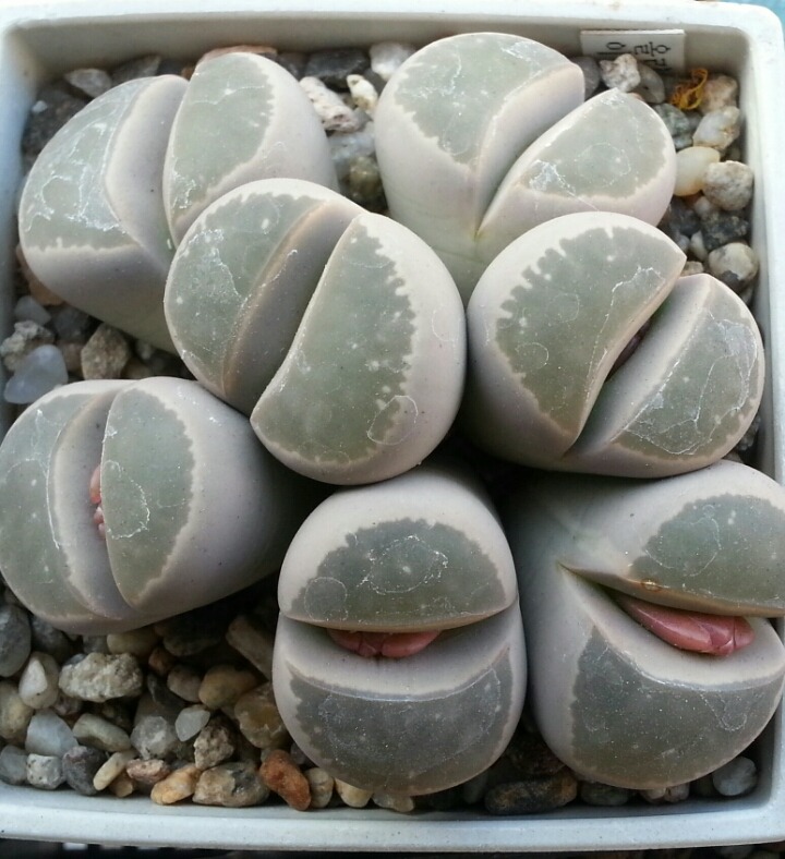 올리바 이미지
