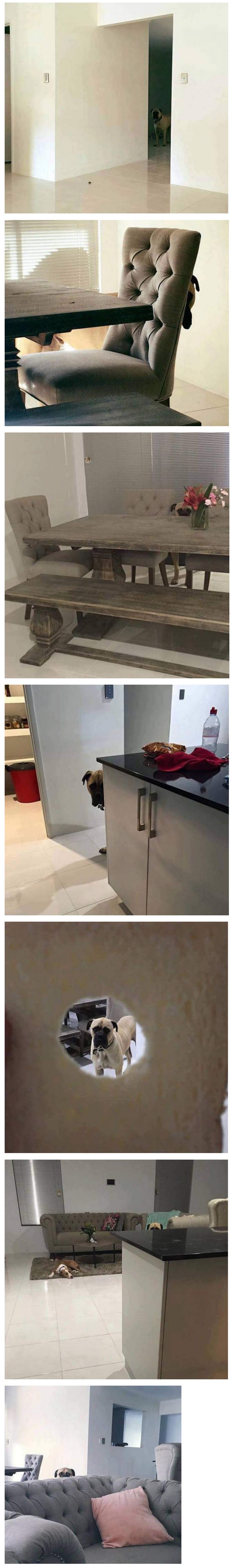 주인 스토킹하는 멍멍이.jpg | 인스티즈