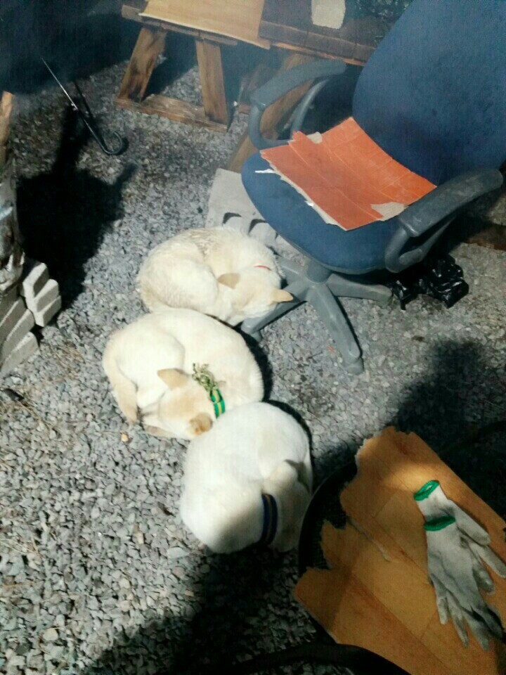 창녕 매실이 이야기를 아시나요?개소주가 되어서 돌아온 우리 매실이를 기억해주세요. 동물보호법강화를 위해 관심가져주세요 | 인스티즈