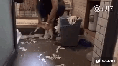 고양이 교육 시킴.. gif | 인스티즈