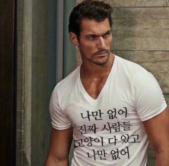 게임하는 고양이들 | 인스티즈