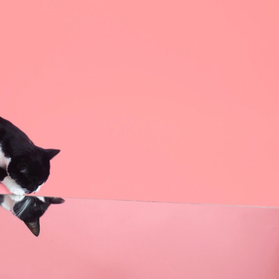 Tumblr : #cat #pink | 인스티즈