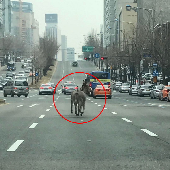 신사동 이미지