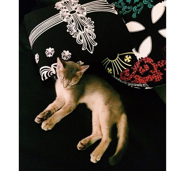 지디네 고양이.jpgif | 인스티즈