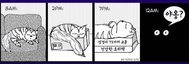 고양이 짤 | 인스티즈