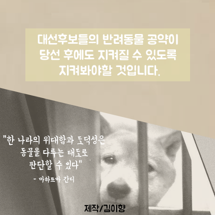 대선후보 5인의 반려동물 공약 | 인스티즈