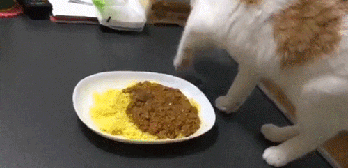 카레와 고양이.gif | 인스티즈