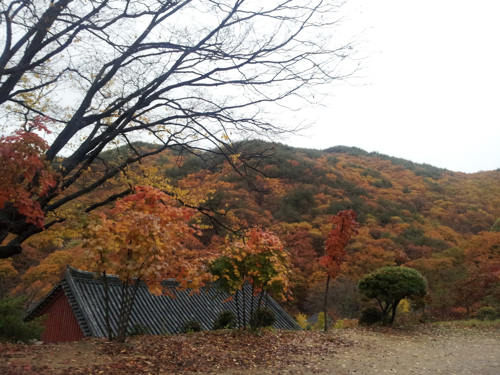 용문사 이미지