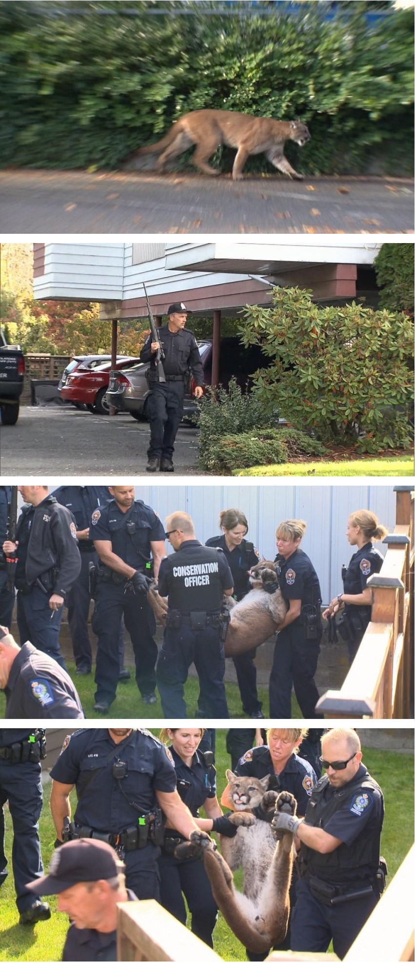 미국의 흔한 길냥이 포획 | 인스티즈