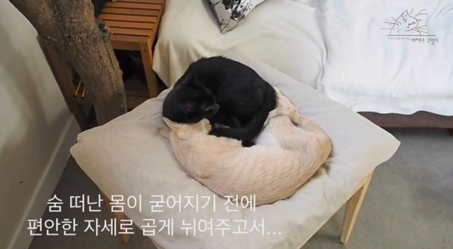 내 고양이의 장례식(슬픔주의) | 인스티즈