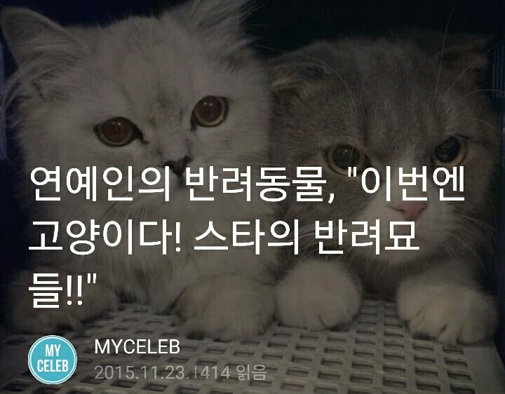 연예인들이 키우는 반려동물(반려묘) | 인스티즈