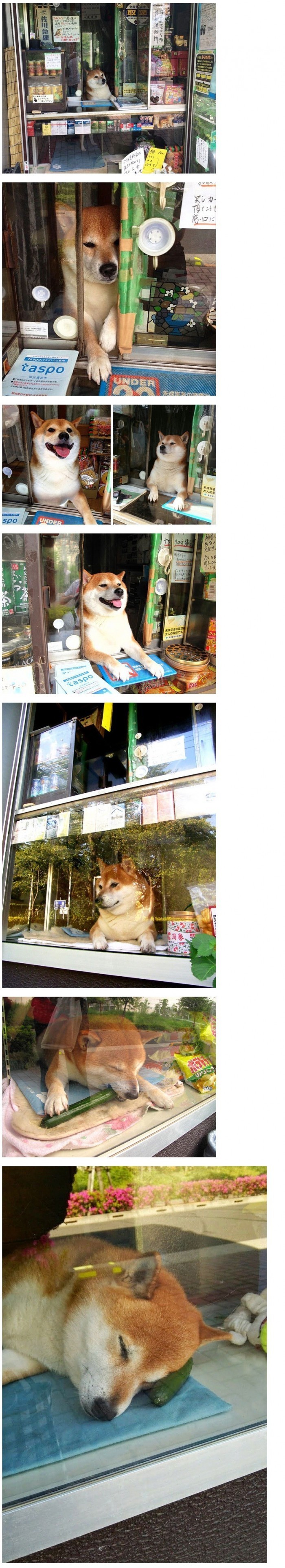 사장님 개세요? | 인스티즈