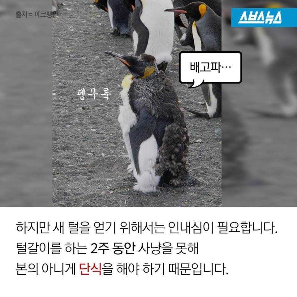 펭귄에게 벌어지는 일들 | 인스티즈