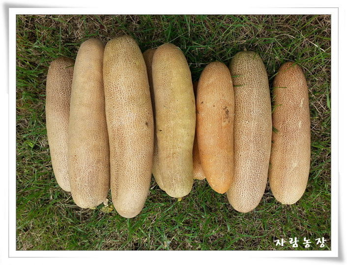 씨오이 이미지