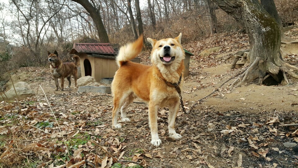 꼴통 이미지