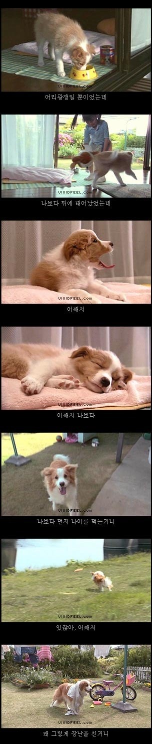 당신의 반려동물과의 이별을 생각해 본 적이 있습니까? | 인스티즈