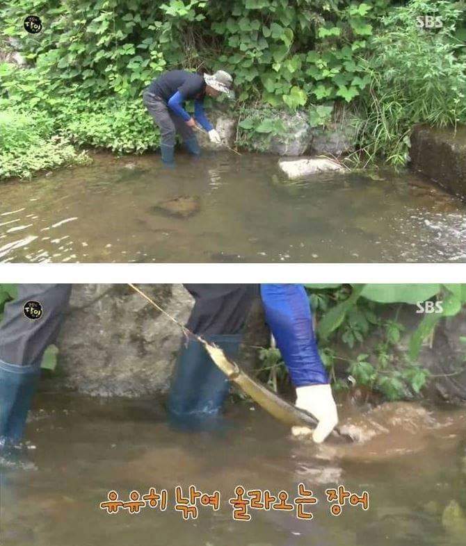 장어의 효과 | 인스티즈