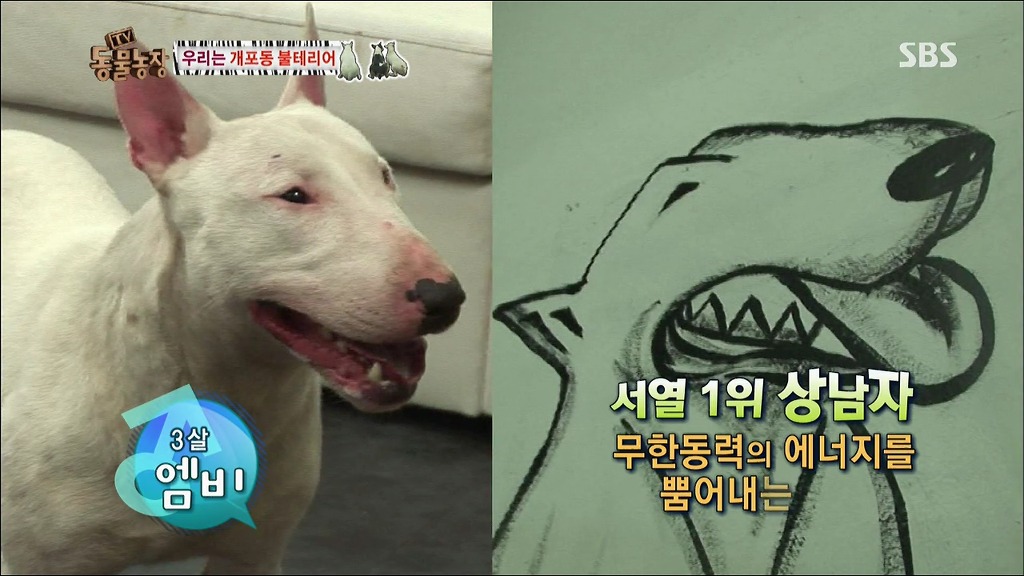 주인이 100프로 노린 개 이름.jpg | 인스티즈