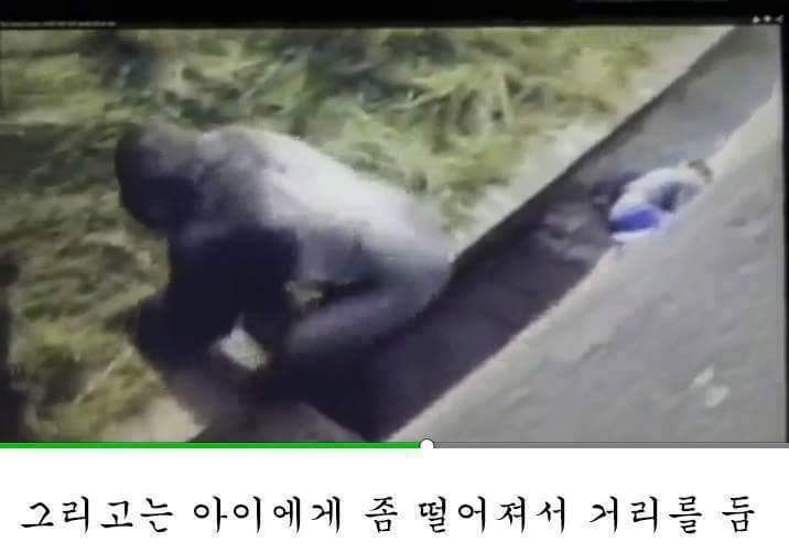 고릴라 우리에 떨어진 아이.. 고릴라의 반응은? | 인스티즈