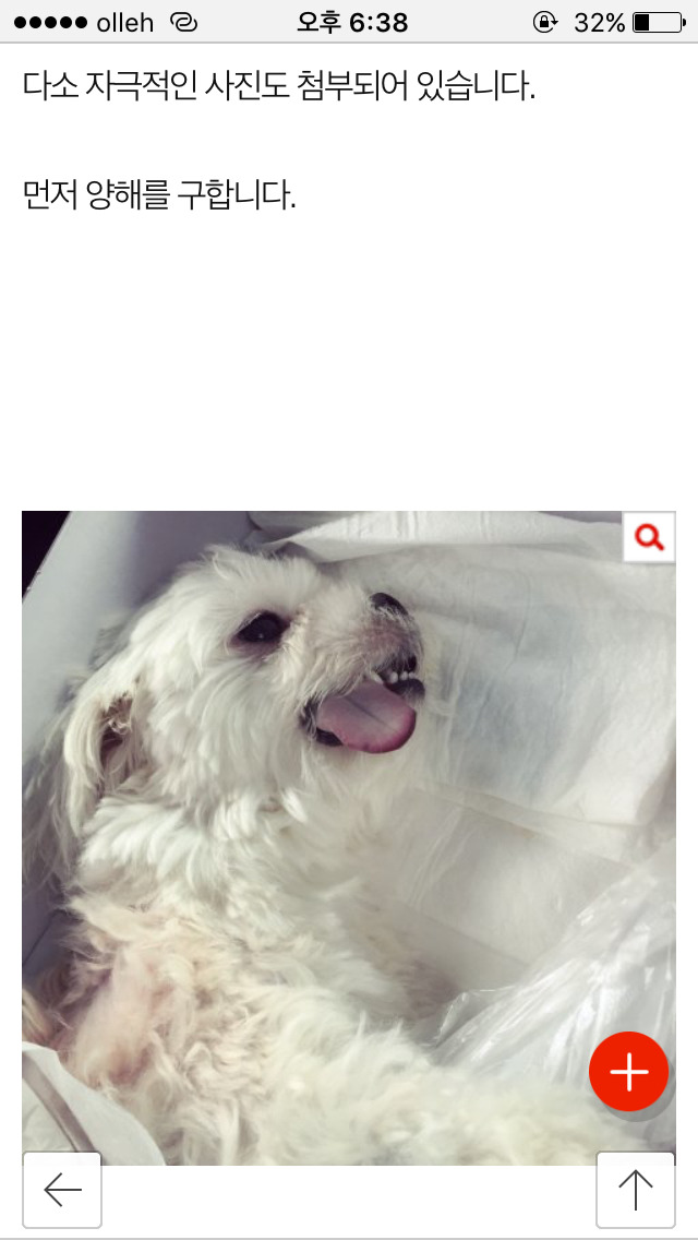 저희 개가 (여름이) 다른 개에게 물려 죽었습니다...(사진) | 인스티즈