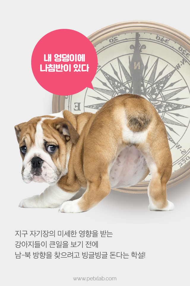 강아지가 똥 쌀 때 도는 이유!!!!!! | 인스티즈