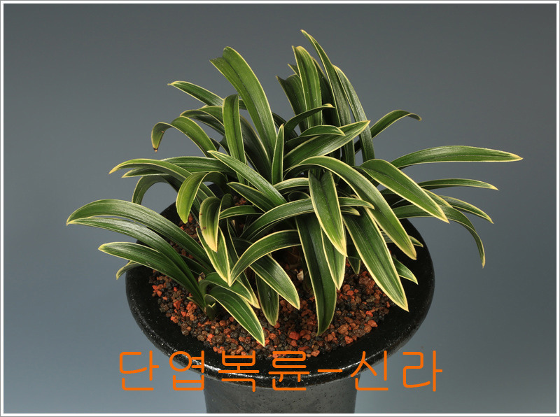천향원 이미지