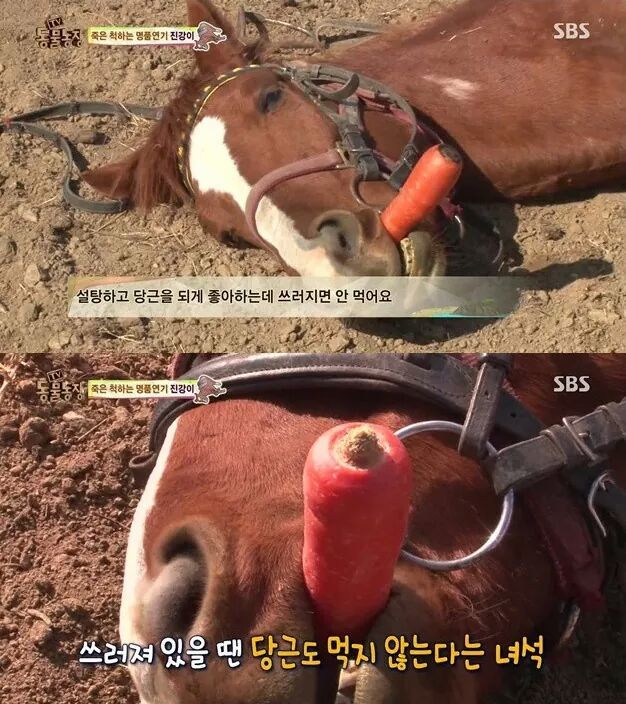 죽은척 하는 말 | 인스티즈