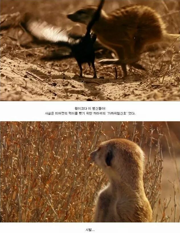 까마귀 인성수준 ㅎㅎㅎㅎㅎㅎㅎㅎ | 인스티즈