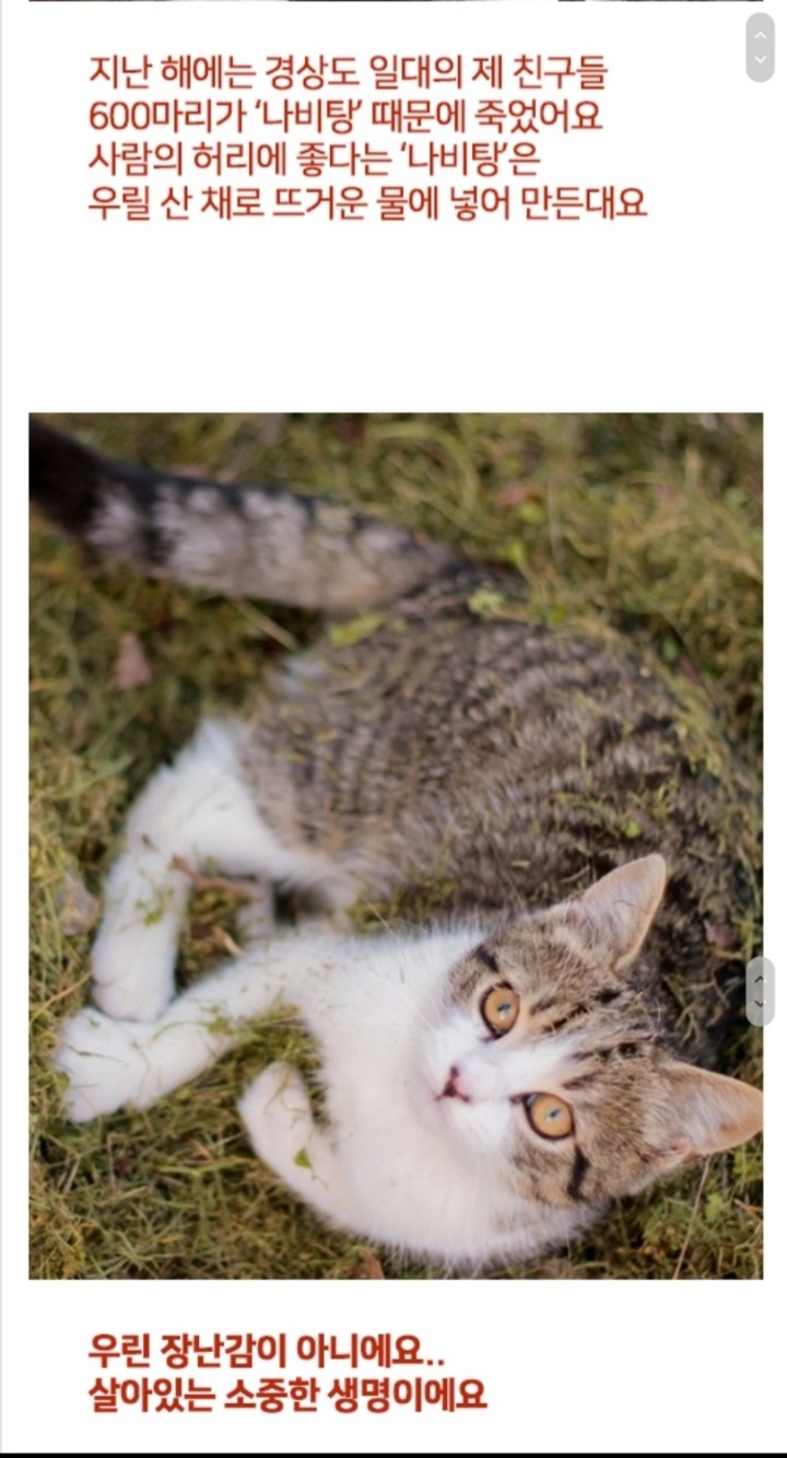 고양이들의 슬픈 고백 | 인스티즈