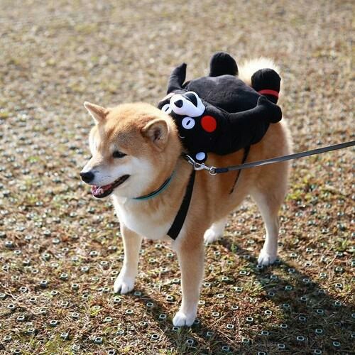 꿀물 이미지