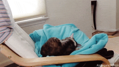꼬리랑 노는 고양이들.gif | 인스티즈