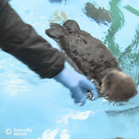 새끼해달.GIF | 인스티즈