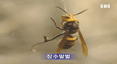 장수말벌의 위엄.gif | 인스티즈