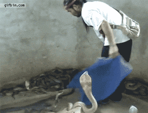 뱀 전문가의 손길 .gif | 인스티즈