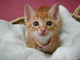 심쿵사 할 준비가 된 자만 들어오라(feat.고양이) | 인스티즈