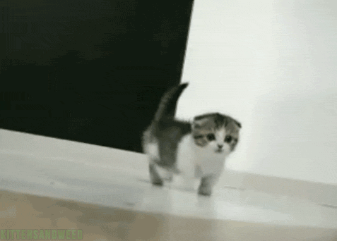 고냥이.gif | 인스티즈
