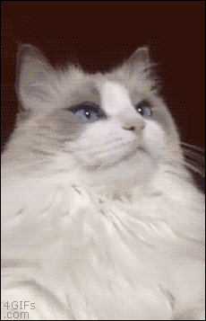 고장난 고양이 모음.gif(데이터주의) | 인스티즈