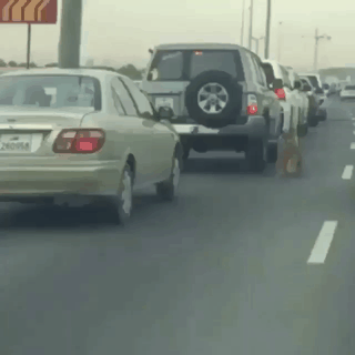 카타르 냥이 탈출.gif | 인스티즈